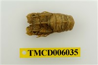 藏品(小蟬蝦)的圖片